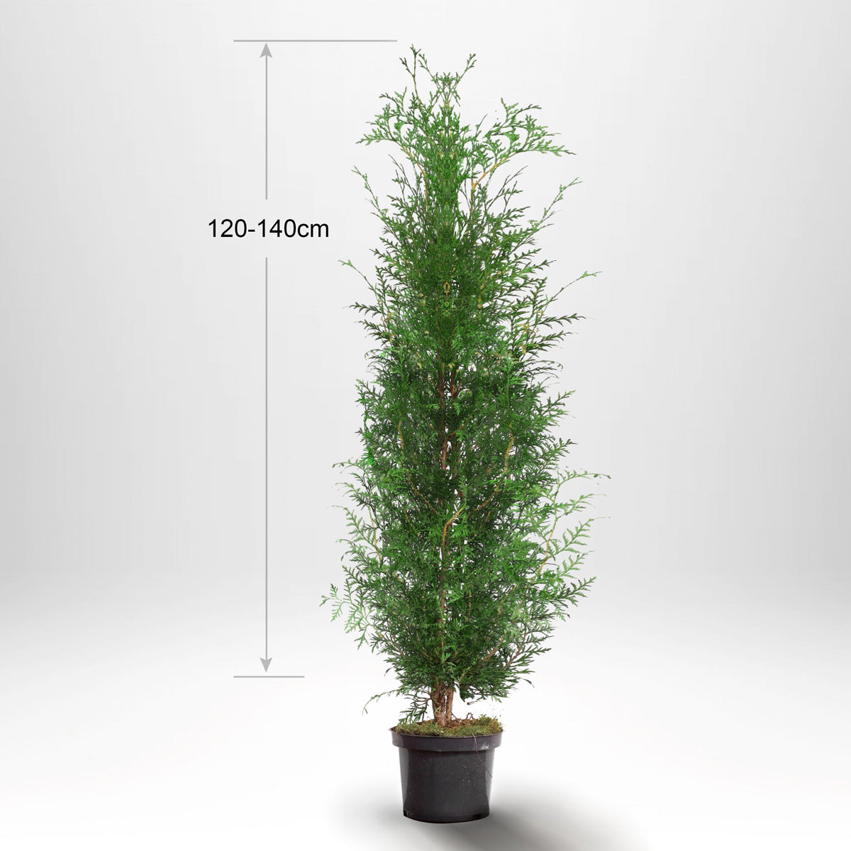 Thuja Occ Brabant 120-140 cm, Pottedyrket 10 L, Kvalitet: Standard